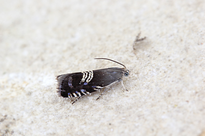 Microfalena 5mm: Grapholita compositella - Tortricidae